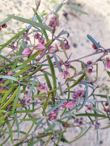 Lasiopetalum baueri, photograph 6