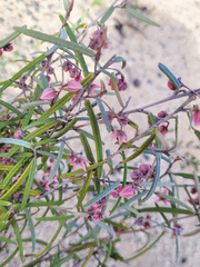 Lasiopetalum baueri, photograph (c) Eamonn Culhane, some rights reserved (CC BY)