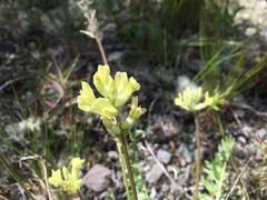 Oxytropis campestris
