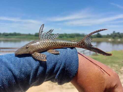 Effen harnasmeerval (Aphanotorulus unicolor) — Loricariidae — 4