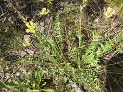 Oxytropis campestris