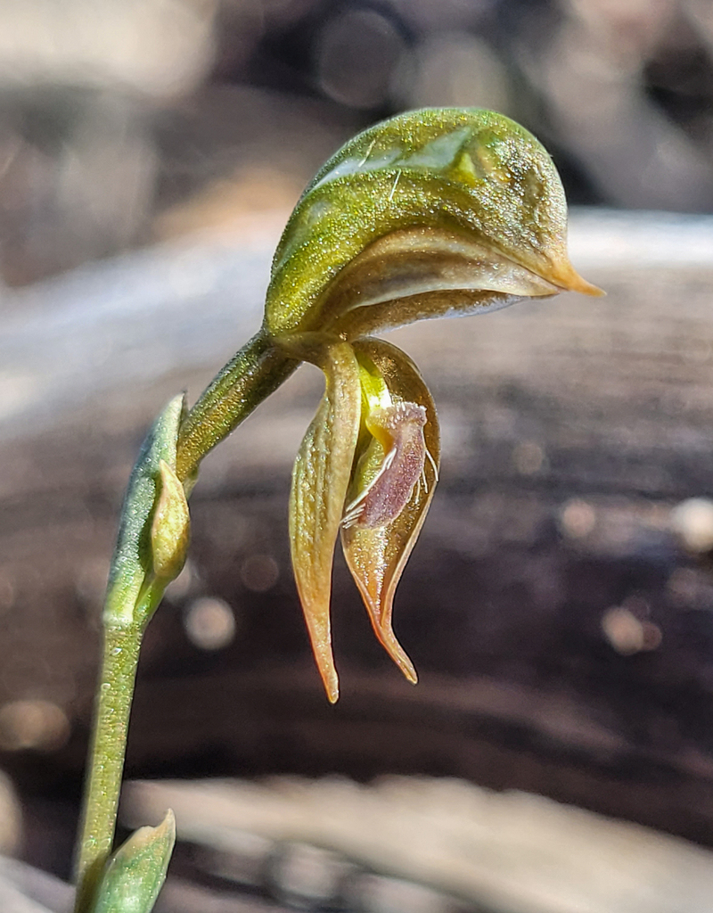 Pterostylis aciculiformis