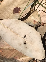 Coleomyia