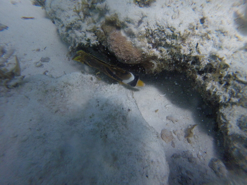 Raccoon Butterflyfish