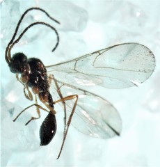Aclista