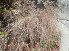 Melica californica