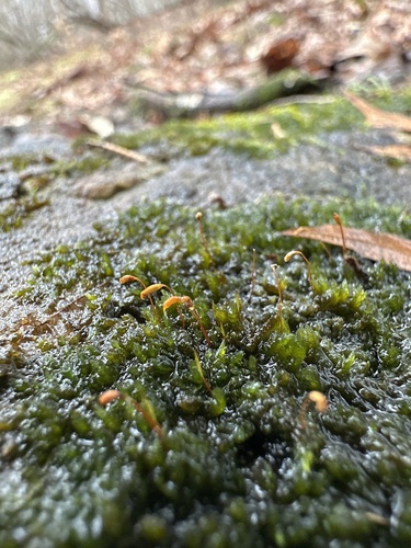Sematophyllum demissum observed 2025-03-29