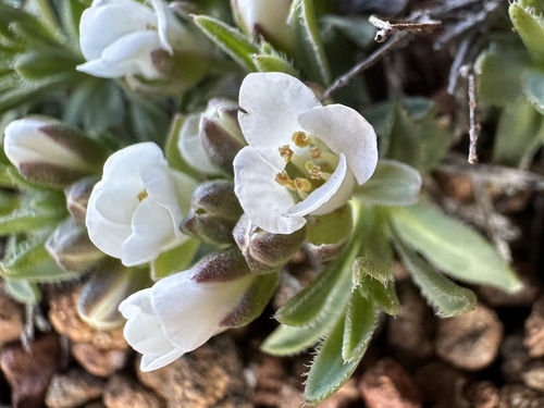 alkali cusickiella (Cusickiella douglasii)