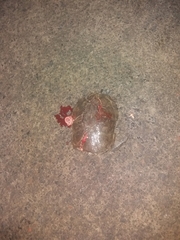 Kinosternon hirtipes