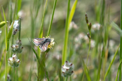 Agoseris Flower Moth photo 2