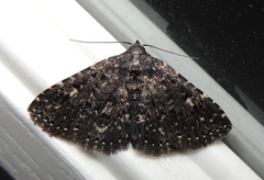 Metalectra tantillus