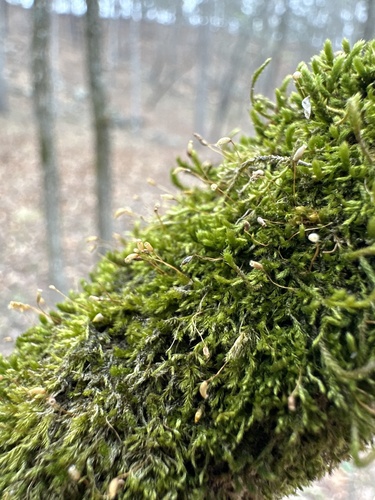 Homalotheciella subcapillata, 2025-03-29