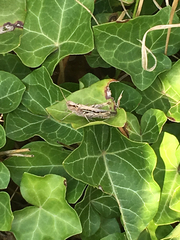 Chorthippus brunneus