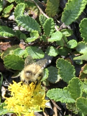 Bombus mixtus