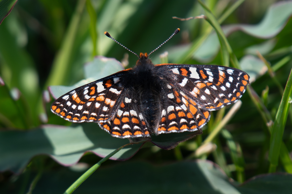 Occidryas editha taylori