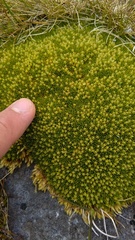 Colobanthus squarrosus squarrosus