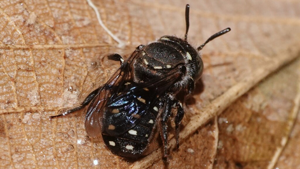 Anthidium ardens
