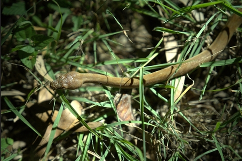 Coastal Carpet Python sighting