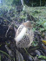 Phallus haitangensis