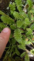 Leptinella squalida squalida