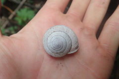 Helminthoglypta arrosa