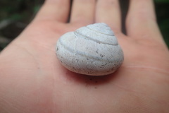 Helminthoglypta arrosa