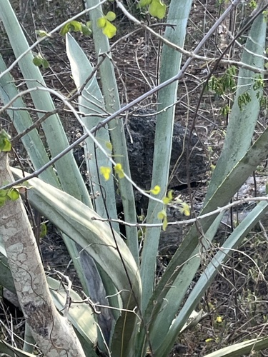 Magueyes y mezcales