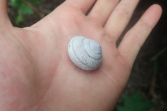 Helminthoglypta arrosa