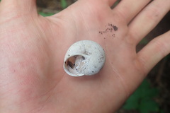 Helminthoglypta arrosa