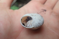 Helminthoglypta arrosa