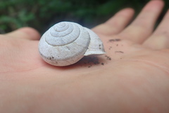 Helminthoglypta arrosa