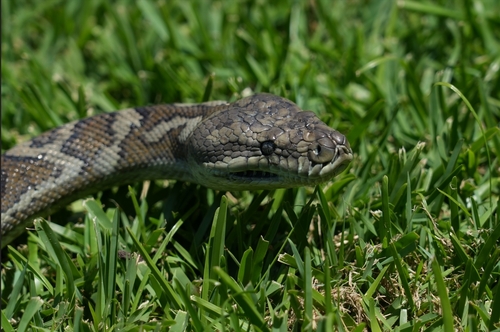 Coastal Carpet Python sighting