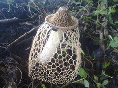 Phallus haitangensis