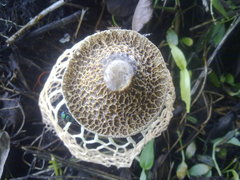 Phallus haitangensis