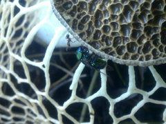 Phallus haitangensis