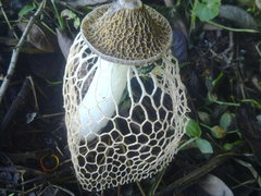 Phallus haitangensis