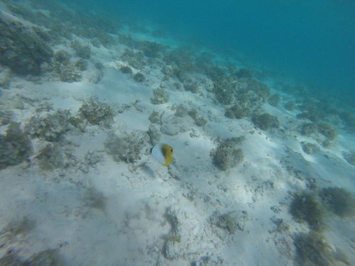 Threadfin Butterflyfish