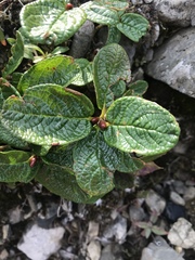Lonicera involucrata