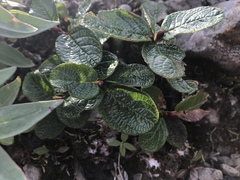 Lonicera involucrata