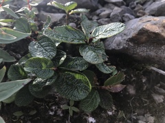 Lonicera involucrata