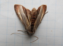 Cucullia convexipennis