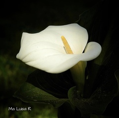 Zantedeschia aethiopica