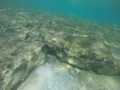 Abudefduf septemfasciatus