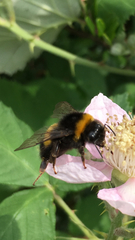 Bombus