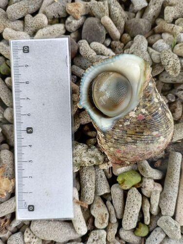 Turbo crassus observed 2025-03-28