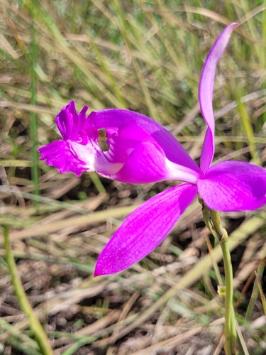Epistephium sclerophyllum