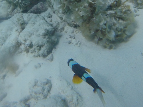 Allard's Anemonefish