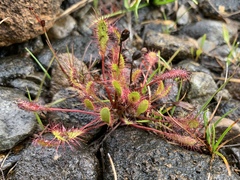 Drosera