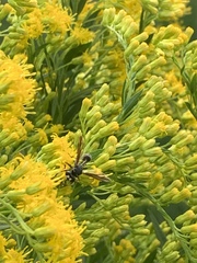 Physocephala marginata