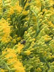 Physocephala marginata